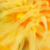 sea anemone 09／スタスタ梵ズ
