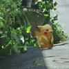 「ポケモン GO」、最初のチュートリアルでピカチュウをゲットする方法