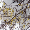 雪の中のホザキヤドリギ