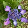 43.紫陽花  