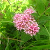 箱根でみつけた植物