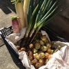 ありがとうございます♡ひかりの種お野菜BOXの反響が予想以上！