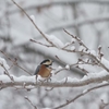 今年も野鳥のレストラン