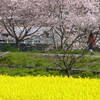 春を満喫・・・　夢前川を自転車で下り姫路城周辺の桜を愛でる