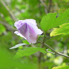 ムクゲ,槿花　Hibiscus syriacus