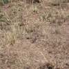 Flappet Lark ニッケイヤブヒバリ