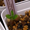 パキポディウム　サンデルシー　播種しました。