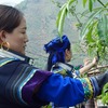 青花椒栽培で貧困から脱却した四川の山村