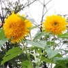 ヒマワリ