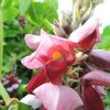 葛の花