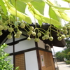 西大寺のボダイジュの実