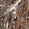 ２０２２年１月　境川遊水池公園にて野鳥観察