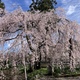 【 2024 春・森本院の桜 】 天堂のしだれ桜が美しい（人生は感動）