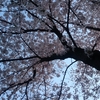 空の中の桜色