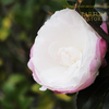 サザンカ　山茶花　Camellia sasanqua