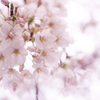 ドンヨリ曇り空で桜を撮るなら