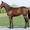 【一口馬主】シルク2024年新規募集、出資馬を探せ！vol.4