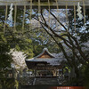 石座神社の桜