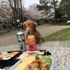 花見してきました。