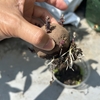 【ガーデニング】【家庭菜園】ノーザンルビーから根が出てきました