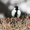 お花見がてらの鳥撮散歩～愛くるしいシジュウカラと初めましてのエナガ