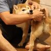 犬が噛む理由解明！犬の噛み癖を直すためのポイント
