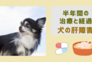 我が家の愛犬が肝障害に。半年間の治療(投薬、サプリ、食事)と治療経過。