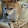 鼻血が止まらない、だよ