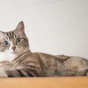 ネコ案内 毒ネコとの楽しい日々