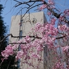 神戸大学キャンパス、桜めぐり。桜満開。春爛漫。