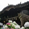 2025/06/15 白山神社（文京あじさいまつり)