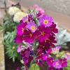 ジョギング中に見た草花　〜５月上旬