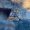 浜名湖で干支探し🐯「浜松市動物園」