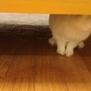 まるちゃん通信(おはなのまるちゃん)