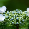 梅雨明けまでもう少しですね