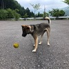 紀州犬ルウのこのごろ