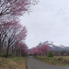 岩木山麓の桜
