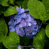 【仙台】紫陽花寺 資福寺を訪ねました。その２。Z7 と ULTRON Vintage line 35mm F1.7 Aspherical VM  June 2020 