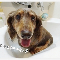 最新版 お気に入りブログを短く簡単にご紹介 お留守番犬 ホッピーの日々 まわりみち 最新版 お気に入りブログを短く簡単にご紹介 お留守番犬 ホッピーの日々 まわりみち