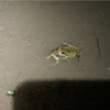 お盛んなカエルで田んぼは大賑わい