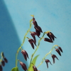 Pleurothallis segoviensis