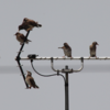 スモモの鳥よけの効果　など