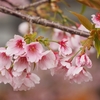 【続】荒川神社「早咲き桜」