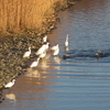 二十羽の小鷺の群れに逢う成人の日