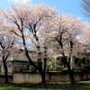 満開の桜