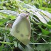 チョウトンボ舞う公園の夏