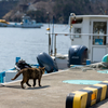 東北東部北離島のねこさん