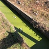 越谷の水路で小物釣り　君は誰だ⁉︎