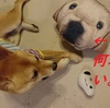 急に止まっちゃう、だよ。