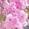 樹齢３１年の八重桜を伐採！掛かった費用はいくら？